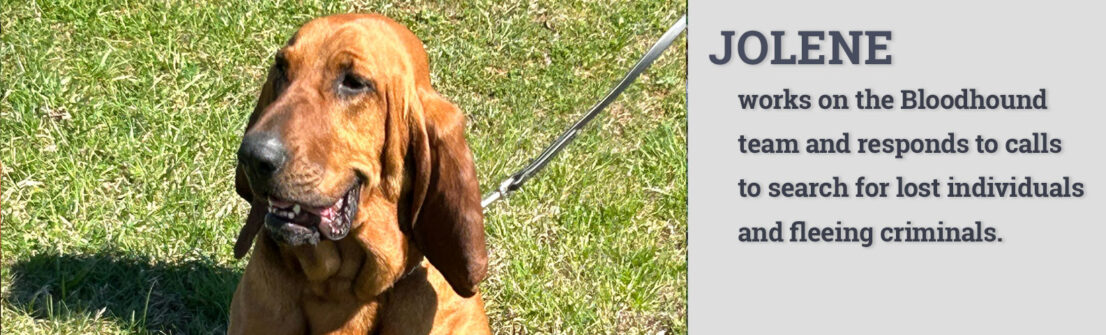 Jolene trabaja en el equipo Bloodhound y responde a las llamadas para buscar a personas perdidas y criminales que huyen.